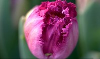 "Тюльпановая лихорадка", Фото: 1