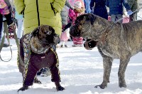 Собачьи бега в Южно-Сахалинске, Фото: 19