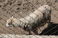 Посетителям Сахалинского зоопарка показали зверят, родившихся в 2017 году, Фото: 9