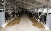 Переход молочного скота в зимние стойла завершился на Сахалине, Фото: 1