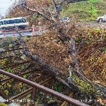 Очевидцы: упавшее дерево грозит заблокировать Язычницу в Холмске и затопить дома: Фото 2 Очевидцы: упавшее дерево грозит заблокировать Язычницу в Холмске и затопить дома, Фото: 2