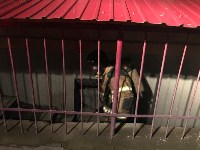 Ночью пожарные тушили подвал многоэтажки в Южно-Сахалинске , Фото: 29