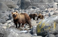 В заповеднике «Курильский» повстречалась бурая медведица с белоснежным медвежонком, Фото: 1