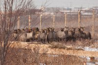 Около сотни благородных оленей доставили на Сахалин, Фото: 45