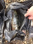 Факты незаконного вылова ценных пород рыбы зафиксировали в Охинском районе, Фото: 9