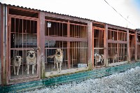 Отлавливать бездомных собак в областном центре поручили фонду "Помощь животных. Сахалин", Фото: 5