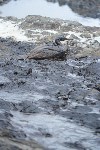 Масштабы и ущерб от нефтяного разлива в Невельске растут, Фото: 9