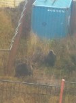 Двух молодых медведей заметили недалеко от школы в Курильске, Фото: 1
