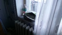 Полицейские нашли в квартире сахалинца рассаду конопли, Фото: 1