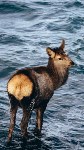 Марал составил компанию сахалинке на море, Фото: 2