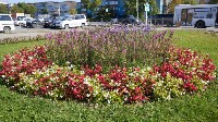 Около 80 тысяч тюльпанов осенью высадят в Южно-Сахалинске, Фото: 5