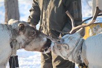 Якутские олени обживаются на севере Сахалина: фоторепортаж из Ногликского района, Фото: 98