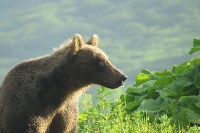 Медведь ел сгущёнку на полигоне в Северо-Курильске, Фото: 6
