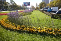 Около 80 тысяч тюльпанов осенью высадят в Южно-Сахалинске, Фото: 1