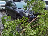 Половина дерева упала на кроссовер в Южно-Сахалинске, Фото: 5