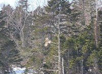 На Курилы вернулась самка японского журавля, которую потеряли на Хоккайдо, Фото: 5