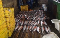 Жительница Поронайска открыла подпольный рыбный магазин , Фото: 1
