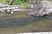 Только в трех реках юго-запада Сахалина экологи нашли горбушу, Фото: 14