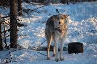 Якутские олени обживаются на севере Сахалина: фоторепортаж из Ногликского района, Фото: 16