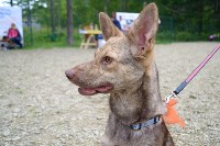 В рамках выставки беспородных собак в Южно-Сахалинске 8 питомцев обрели хозяев, Фото: 131