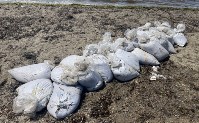 Почти 4000 экземпляров трепанга изъяли сахалинские пограничники у водолазов-браконьеров, Фото: 2