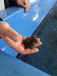 Свыше 63 миллионов морских гребешков выпустили в акватории Сахалинской области за год, Фото: 2