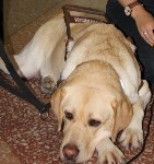 В южно-сахалинской поликлинике впервые появился пациент с собакой-поводырем, Фото: 7