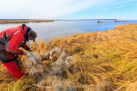 Браконьеры уничтожают сахалинского тайменя, Фото: 4