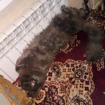 На конкурс astv.ru прислали больше ста фото теплолюбивых сахалинских котиков, и они потрясающие, Фото: 86