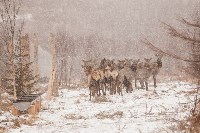 Около сотни благородных оленей доставили на Сахалин, Фото: 26