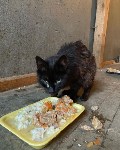 Бабушка на курильском острове Шикотан тратит пенсию на корм для брошенных 20 котов, Фото: 2