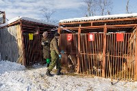 Специальная комиссия проверила, чем кормят собак в сахалинском приюте, Фото: 6