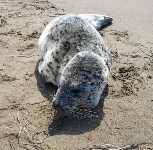 «Зеленый Сахалин» спас тюлененка с поломанной челюстью, Фото: 3