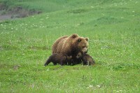 Медведица с малышами на Парамушире, Фото: 4