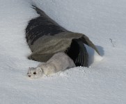 Горностаи готовятся к зиме в Северо-Курильске, Фото: 3