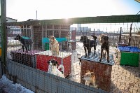 Отлавливать бездомных собак в областном центре поручили фонду "Помощь животных. Сахалин", Фото: 2