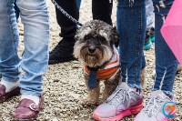 В рамках выставки беспородных собак в Южно-Сахалинске 8 питомцев обрели хозяев, Фото: 209