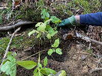 Учёные на Курилах пытаются расселить редчайшее растение, Фото: 6