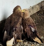 История крылатой любви: на Сахалине искалеченный орлан пытается покорить сердце однокрылой самки, Фото: 3