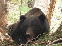 Медведя спасли из браконьерской ловушки на юге Сахалина , Фото: 1