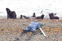 Спасение тюленей, Фото: 16
