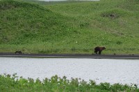 Медведица с малышами на Парамушире, Фото: 6