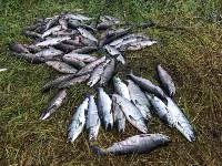 Больше 300 кг лосося изъяли у браконьеров в Охинском районе, Фото: 4