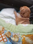 На Сахалине выброшенный на улицу щенок получил жуткие травмы, Фото: 2