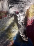 В Долинске живодеры издевались над кошкой, Фото: 6