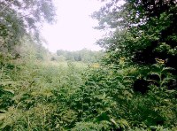 Ногликский "агроном" вырастил в лесу почти 250 кустов конопли, Фото: 3