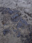 Берег в Песчанском очислили от мазута, Фото: 10