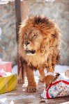 Курицу, говядину, свинку, ослика и мяч подарили африканскому льву в Южно-Сахалинске, Фото: 6