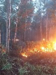 Пожар в лесу в Анивском районе, Фото: 3