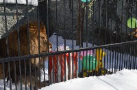 День рождения льва Лорда отметили в сахалинском зоопарке, Фото: 8